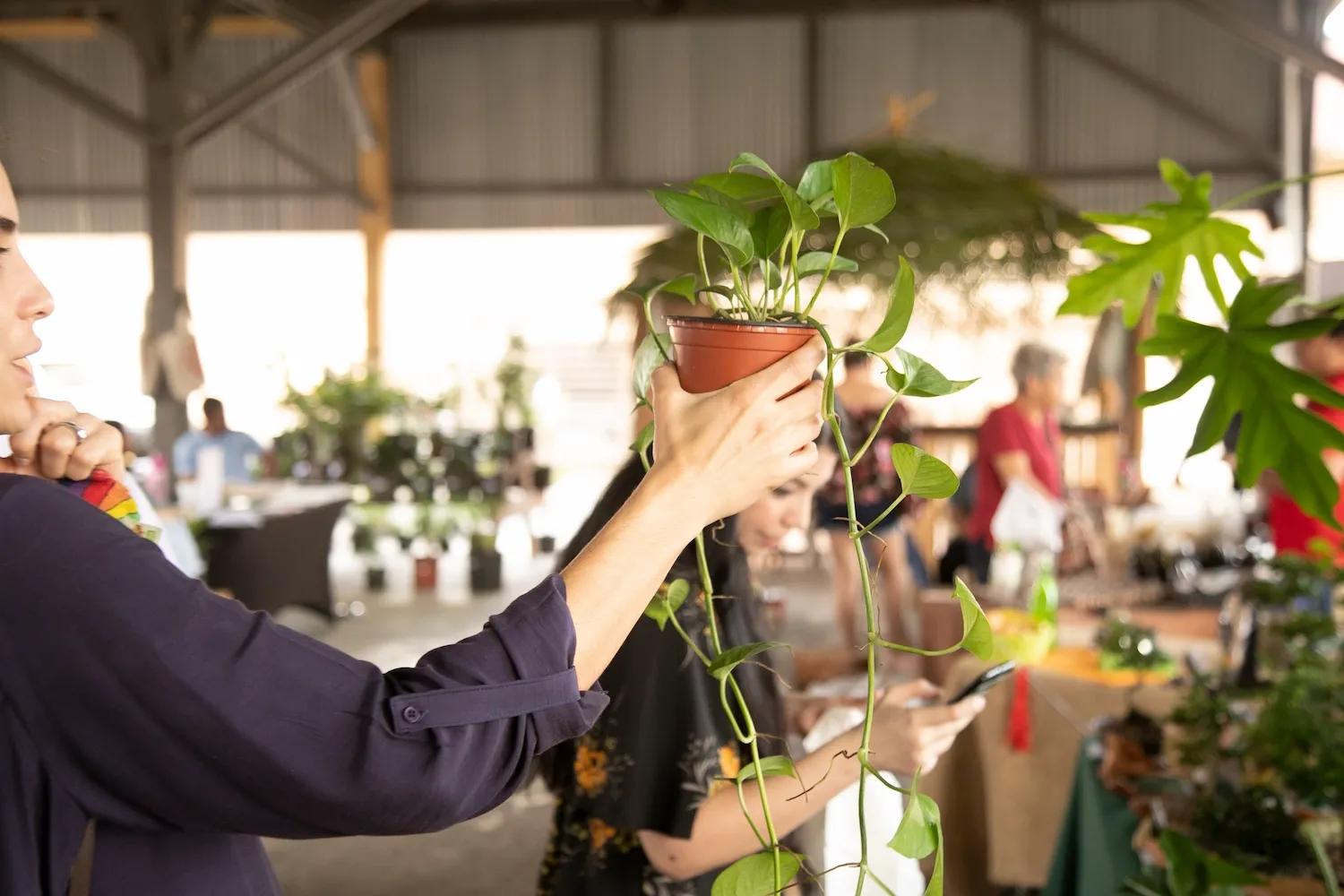 Mujer sostiene una planta en el Mercado Urbano de Ciudad del Saber
