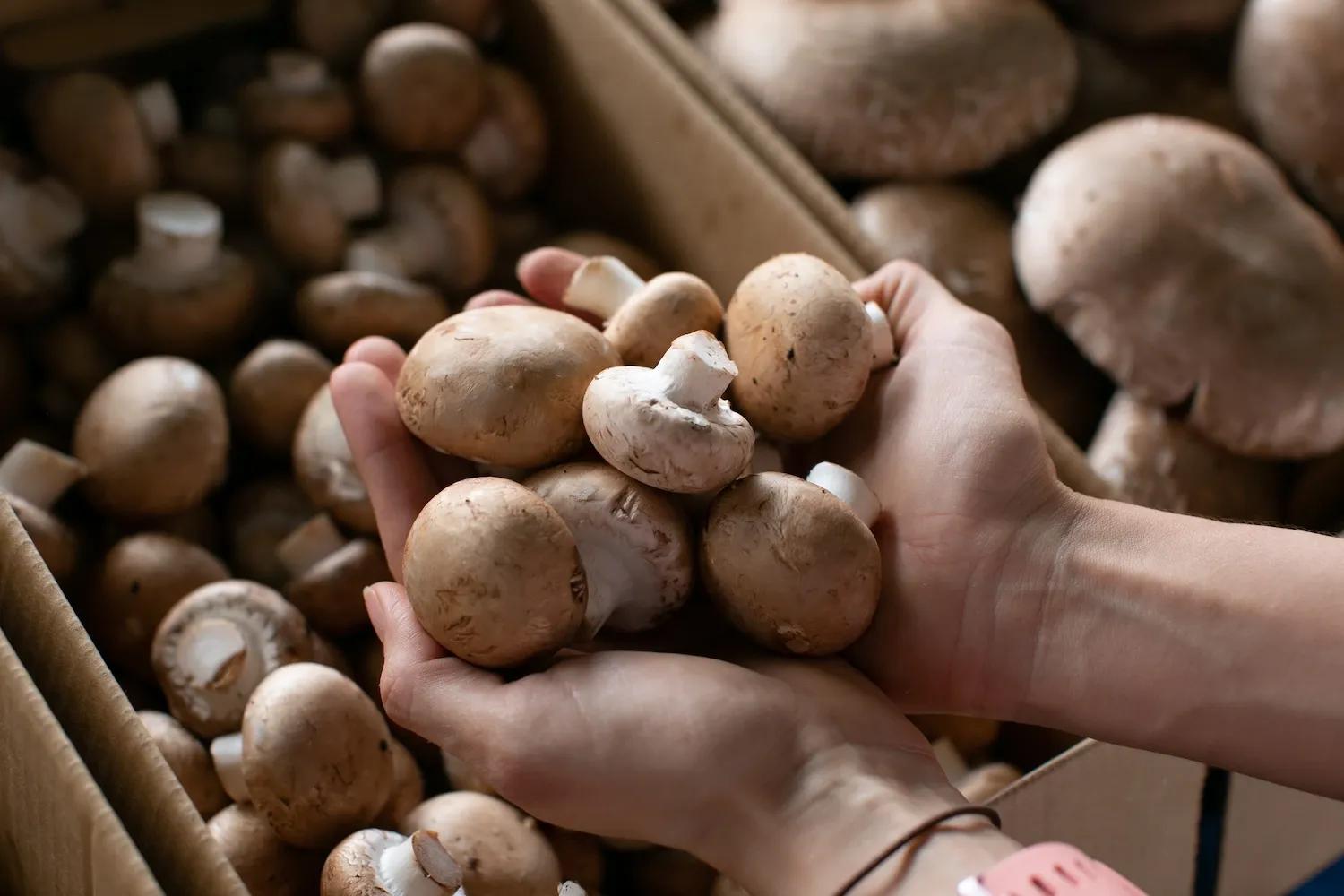Persona sostiene en sus manos champiñones frescos en el Mercado Urbano