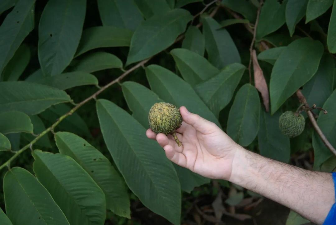 soy un alt por defecto por favor validar en imagen