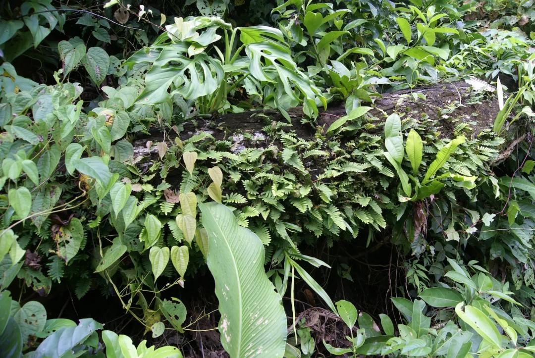 soy un alt por defecto por favor validar en imagen