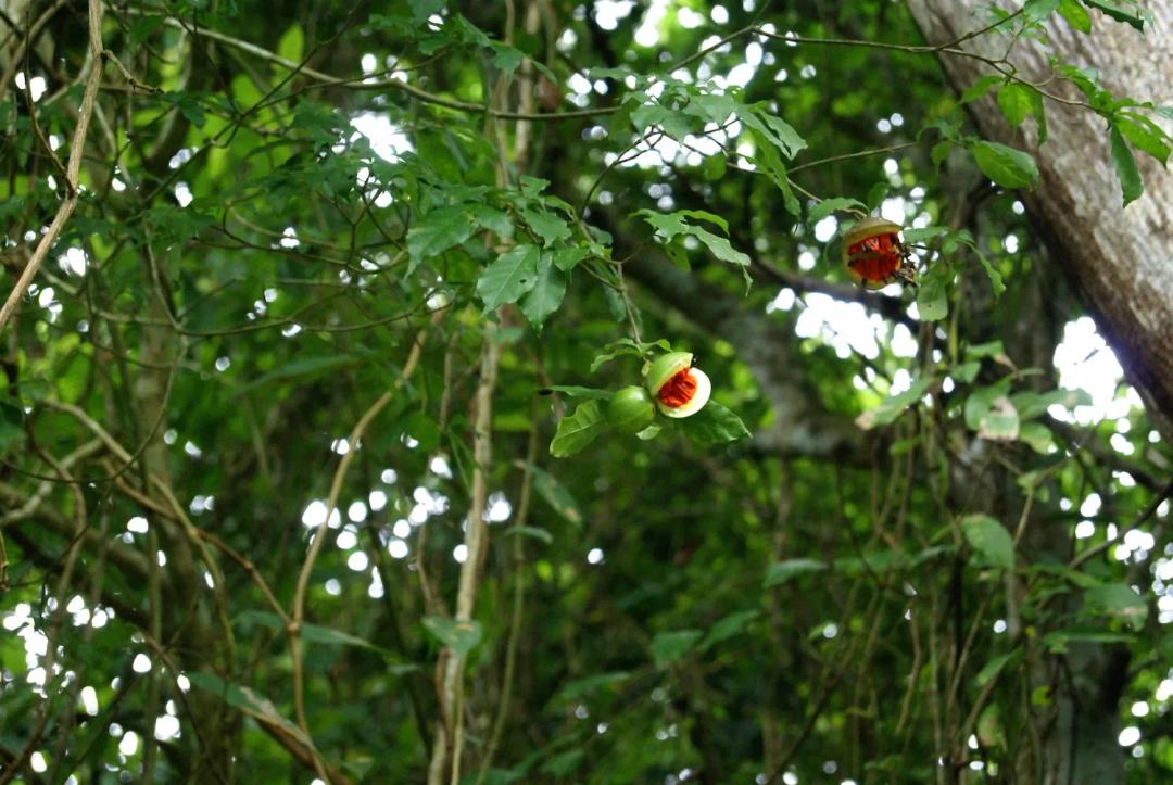 soy un alt por defecto por favor validar en imagen