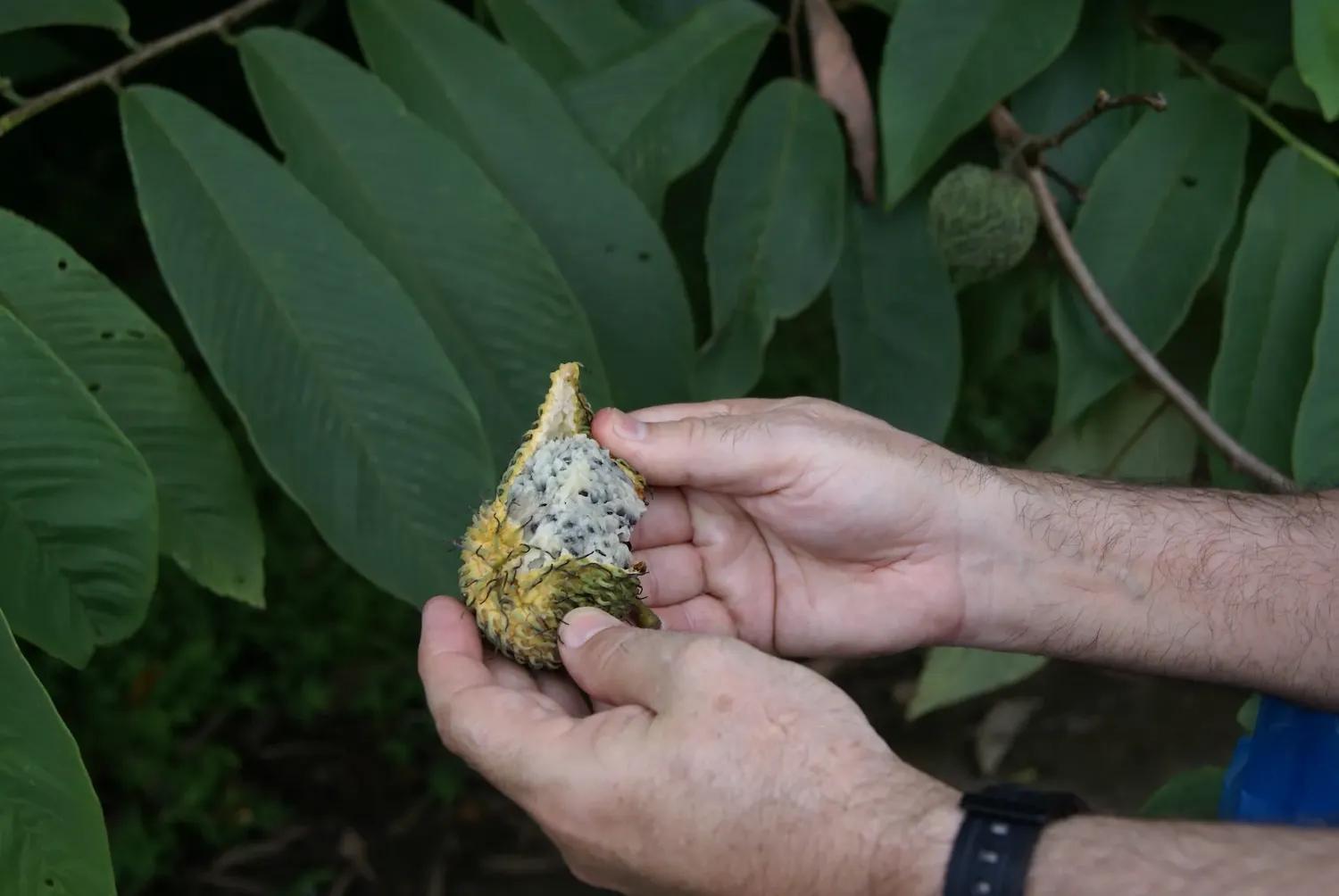 soy un alt por defecto por favor validar en imagen